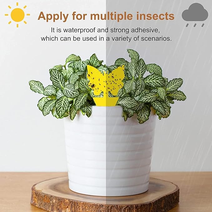 Fruit Fly Traps Double Sided Pack of 60 Yellow