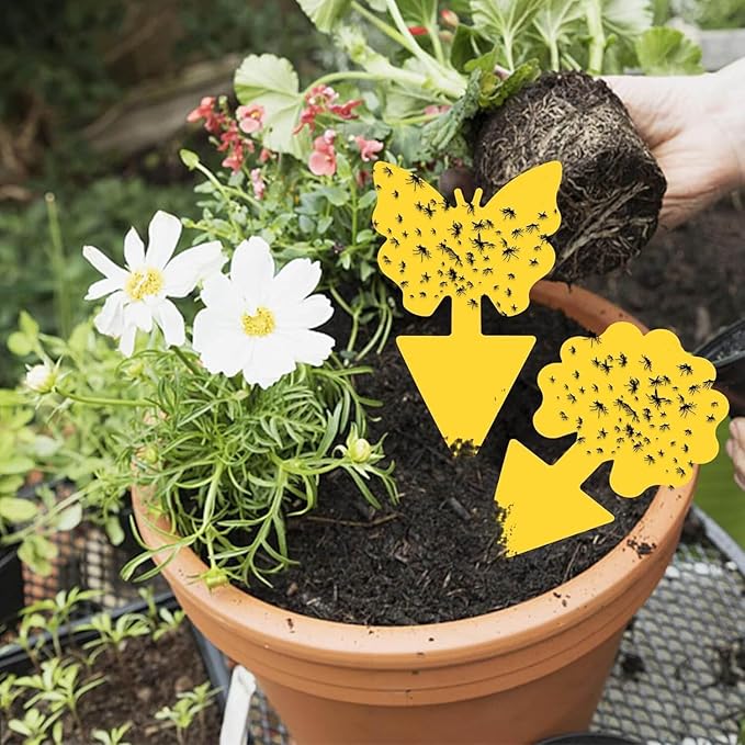 Fruit Fly Traps Double Sided Pack of 60 Yellow