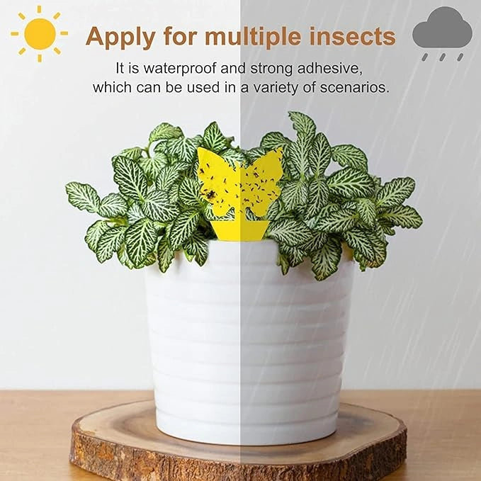Fruit Fly Traps Double Sided Pack of 30 Yellow