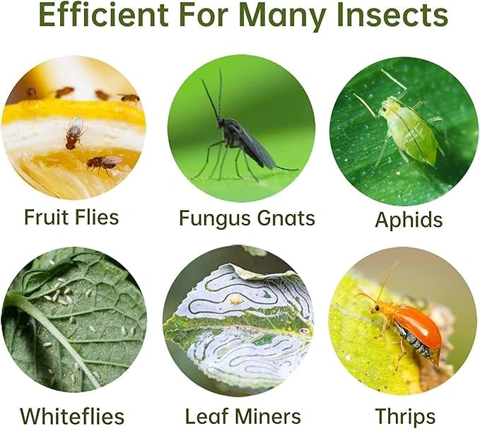 Fruit Fly Traps Double Sided Pack of 60 Yellow